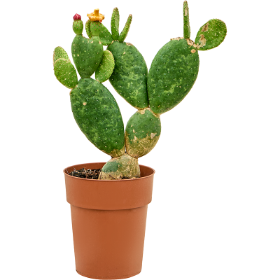 Растение горшечное Опунция/Opuntia inamoena