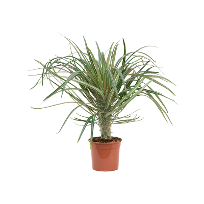 Растение горшечное Пахиподиум/Pachypodium geayi