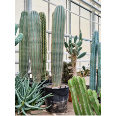 Pachycereus pringlei (200-220)