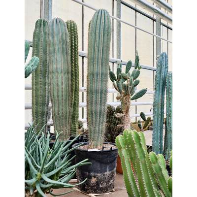 Растение горшечное Пахицереус/Pachycereus pringlei (200-220)