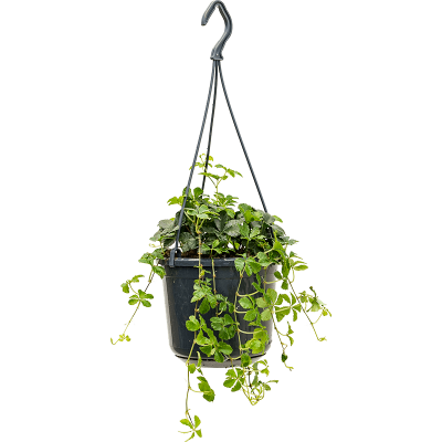 Растение горшечное Девичий виноград/Parthenocissus striata