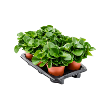 Peperomia obtusifolia 6/tray