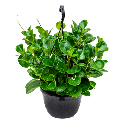 Растение горшечное Пеперомия/Peperomia obtusifolia 'Green'