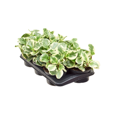 Peperomia obtusifolia 'Golden Gate' 6/tray