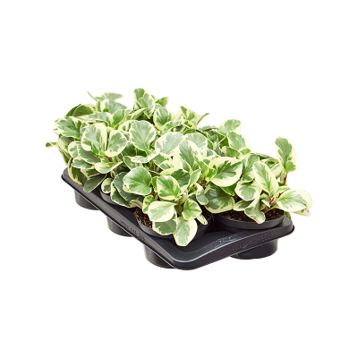 Растение горшечное Пеперомия/Peperomia obtusifolia 'Golden Gate' 6/tray