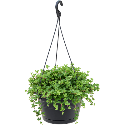Растение горшечное Пеперомия/Peperomia rotundifolia