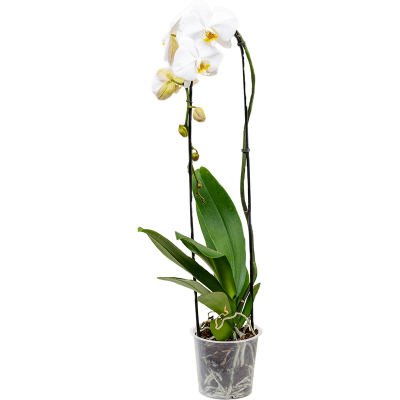 Растение горшечное Фаленопсис/Phalaenopsis 'Tsarine' 4/tray