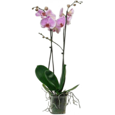Phalaenopsis 'Romance' 10/tray