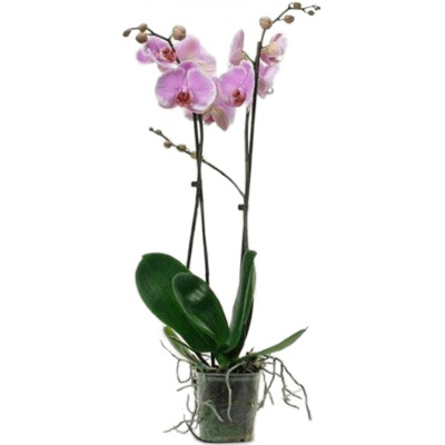 Растение горшечное Фаленопсис/Phalaenopsis 'Romance' 10/tray