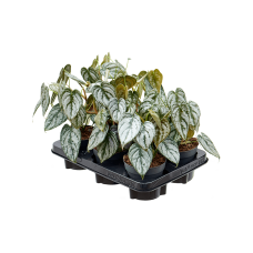 Philodendron brandtianum 6/tray