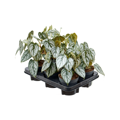 Растение горшечное Филодендрон/Philodendron brandtianum 6/tray