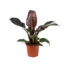 Philodendron `Imperial Red'