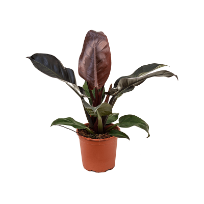 Растение горшечное Филодендрон/Philodendron `Imperial Red'