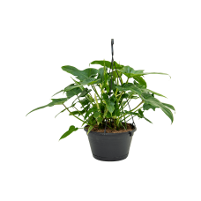 Philodendron natcha