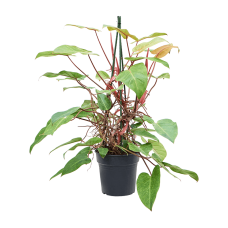Philodendron 'Painted Lady'