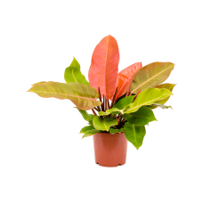 Philodendron 'Prince of Orange'