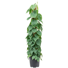 Philodendron scandens