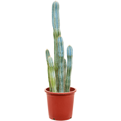 Растение горшечное Кактус/Pilosocereus azureus (70-110)