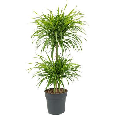 Растение горшечное Плеомеле/Pleomele anita variegata