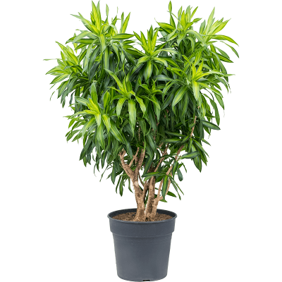 Растение горшечное Плюмерия/Pleomele (Dracaena) reflexa 'Song of Jamaica'