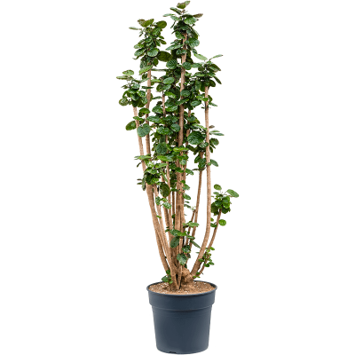 Растение горшечное Аралия/Aralia (Polyscias) 'Fabian'