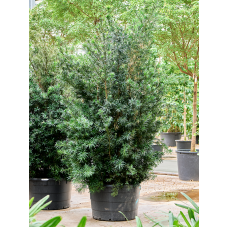 Podocarpus macrophyllus 'Maki'