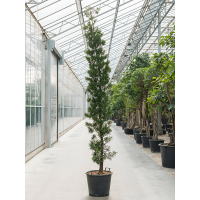 Растение горшечное Подокарпус/Podocarpus macrophyllus