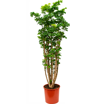 Растение горшечное Аралия/Aralia (polyscias) roble