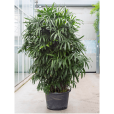 Rhapis excelsa