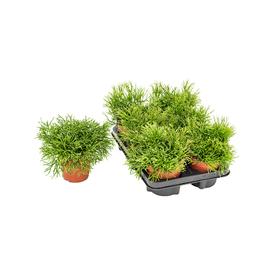 Растение горшечное Рипсалис/Rhipsalis clavata 6/tray
