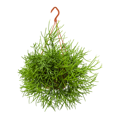 Растение горшечное Рипсалис/Rhipsalis heteroclada