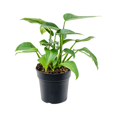 Растение горшечное Рипсалис/Rhodospatha latifolia