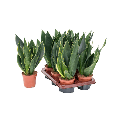 Растение горшечное Сансевиерия/Sansevieria trifasciata 'Black Diamond' 6/tray