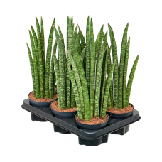 Sansevieria cylindrica 'Liv' 6/tray