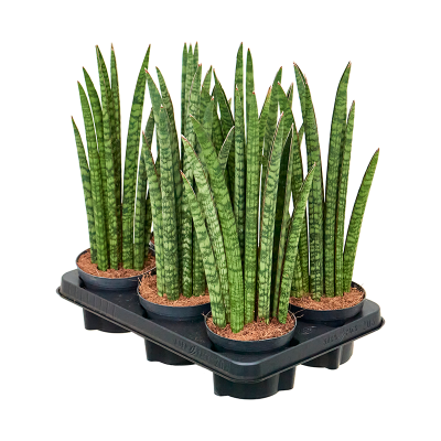 Растение горшечное Сансевиерия/Sansevieria cylindrica 'Liv' 6/tray