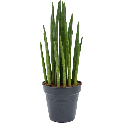 Растение горшечное Сансевиерия/Sansevieria tower