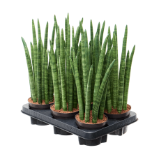 Sansevieria cylindrica 'Tower' 6/tray