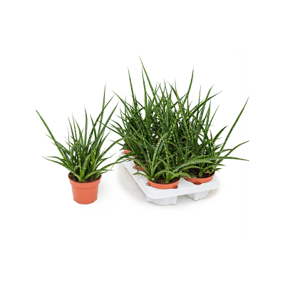 Растение горшечное Сансевиерия/Sansevieria kirkii 'Fernwood Punk' 6/tray