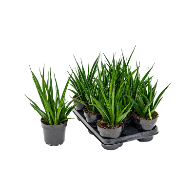 Растение горшечное Сансевиерия/Sansevieria kirkii 'Friends' 8/tray