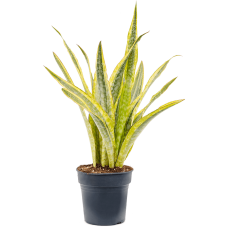 Sansevieria trifasciata 'Lauren'