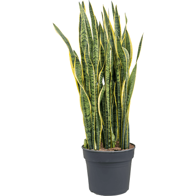 Растение горшечное Сансевиерия/Sansevieria trifasciata 'Laurentii'