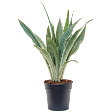 Sansevieria trifasciata 'Metallica'