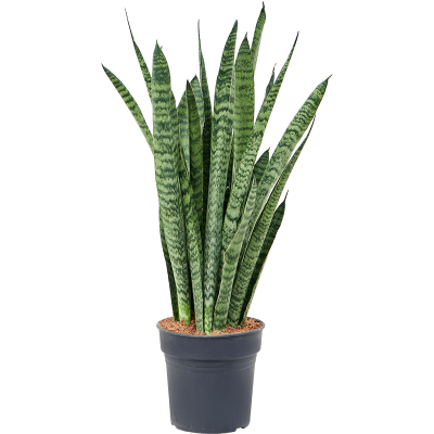 Растение горшечное Сансевиерия/Sansevieria zeylanica 'Narrow'