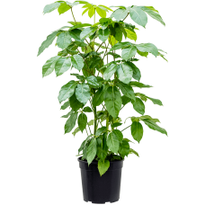 Schefflera actinophylla 'Amate'