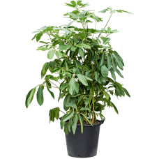 Schefflera actinophylla 'Amate'