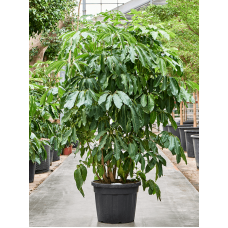 Schefflera actinophylla 'Amate'