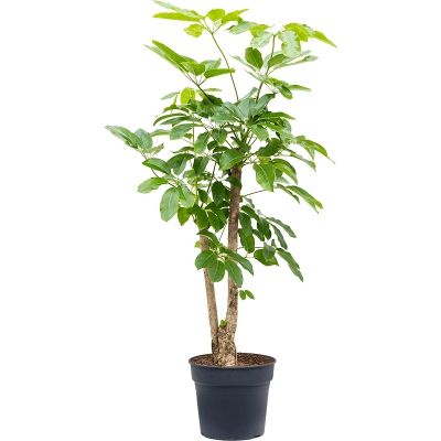 Растение горшечное Шефлера/Schefflera actinophylla 'Amate'