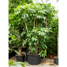 Schefflera actinophylla 'Amate'