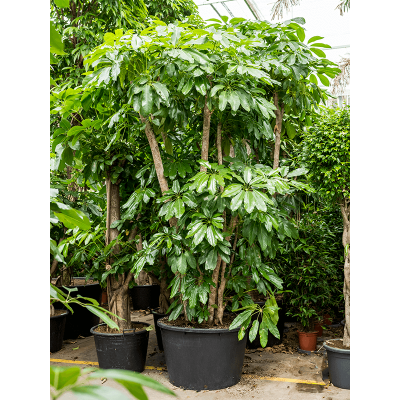 Растение горшечное Шефлера/Schefflera actinophylla 'Amate'