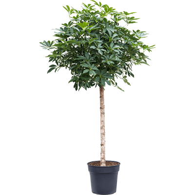 Растение горшечное Шефлера/Schefflera arboricola